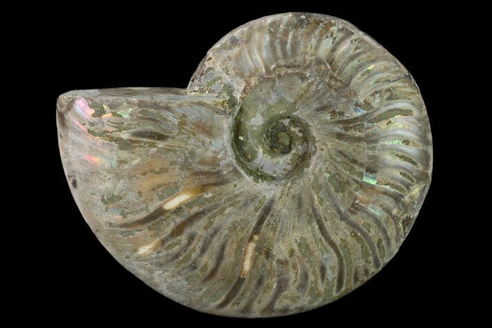 Silver Iridescent Ammonite (Cleoniceras) Fossil - Madagascar #137395